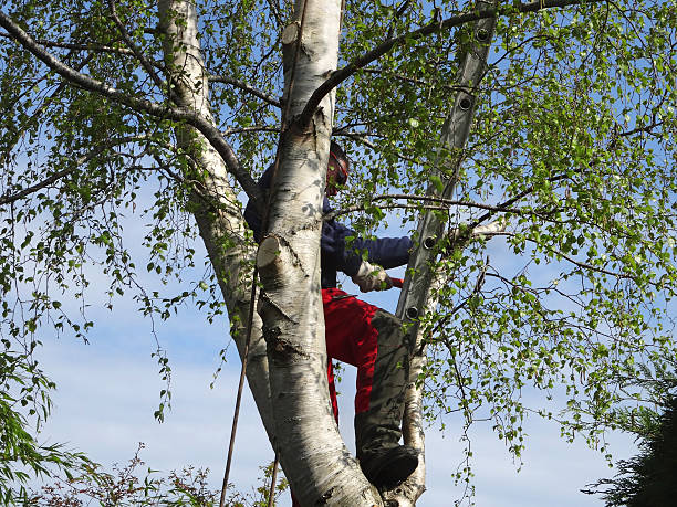 Tree and Shrub Care in Brookdale, NJ