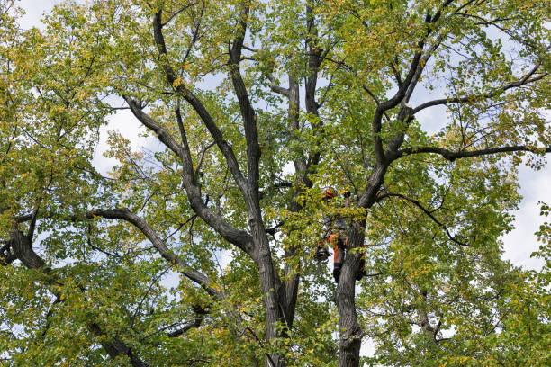 How Our Tree Care Process Works  in  Brookdale, NJ